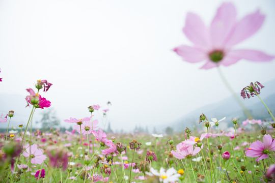 格桑花