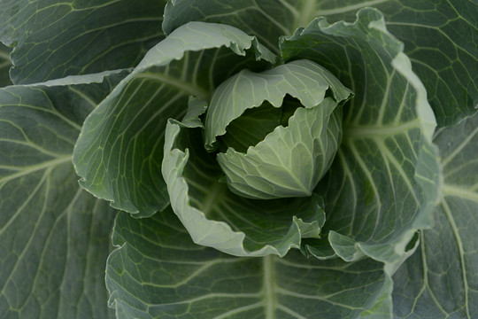 卷心菜