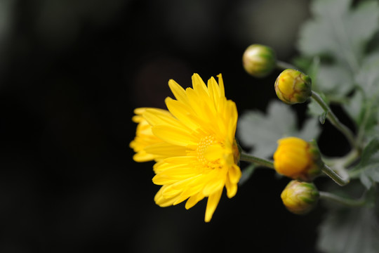 菊花