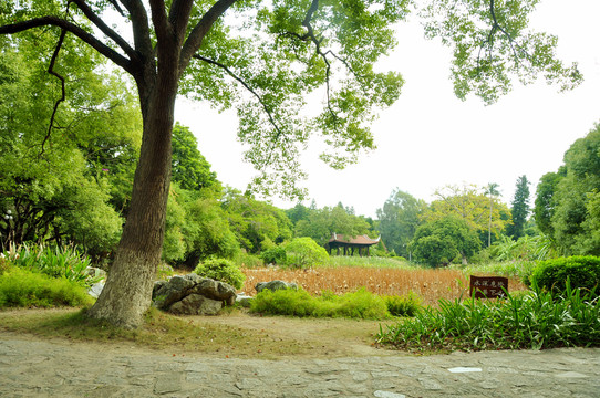 樹(shù)下觀景處
