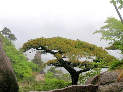 安徽黃山奇松
