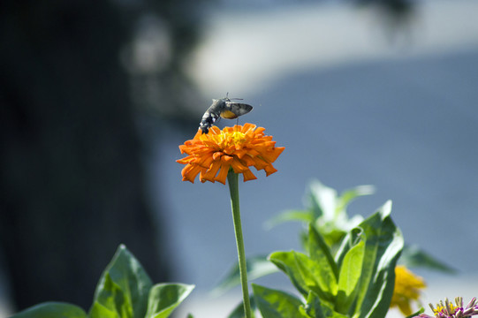 蜂鳥雛菊夏日高清