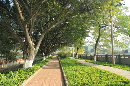 林蔭道