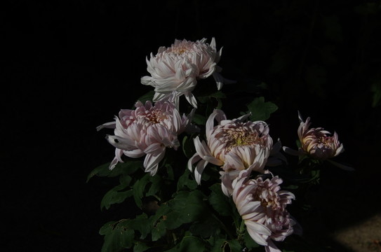 菊花