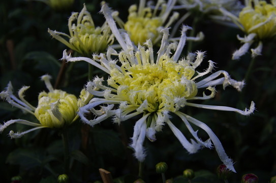 菊花