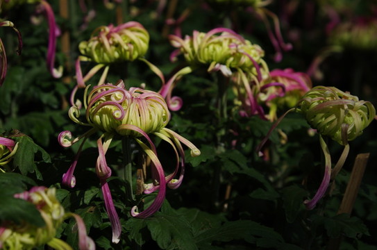 菊花