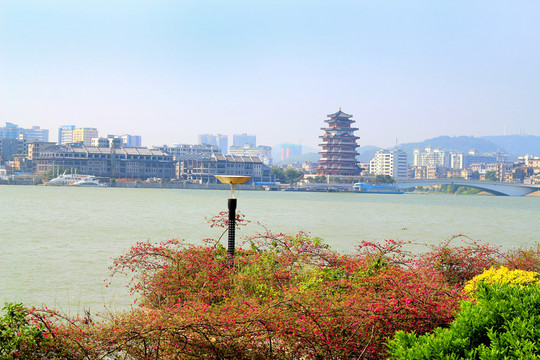 合江樓 花卉