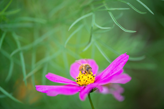 紅花蜜蜂