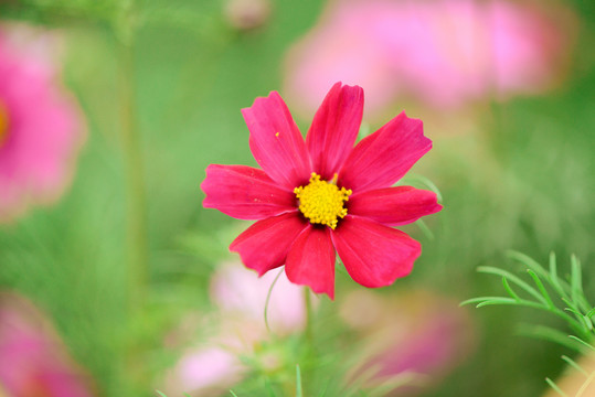 紅色格桑花