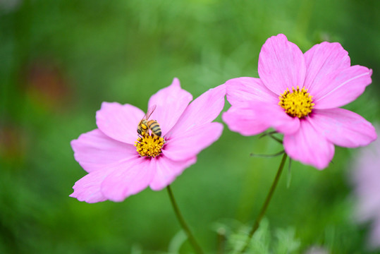 小蜜蜂與波斯菊