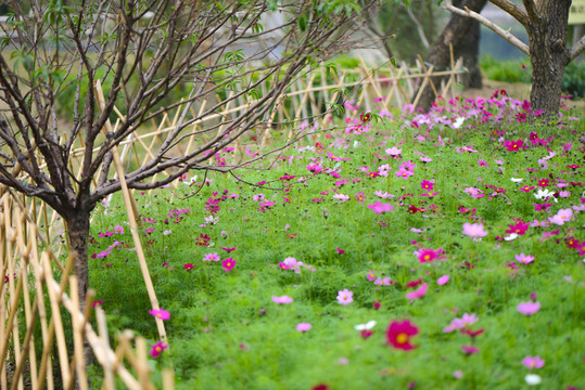 格桑花花圃