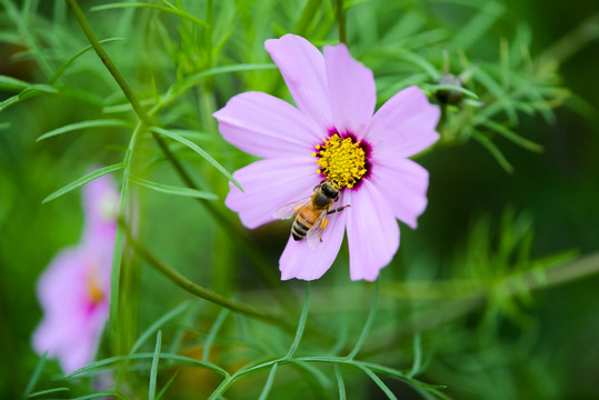 格桑花與小蜜蜂