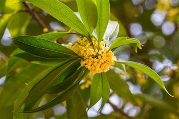 桂花