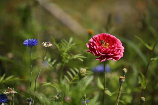 花卉