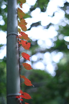紅葉