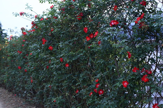 薔薇花