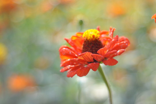 菊 日頭花 菊花 菊科 公園
