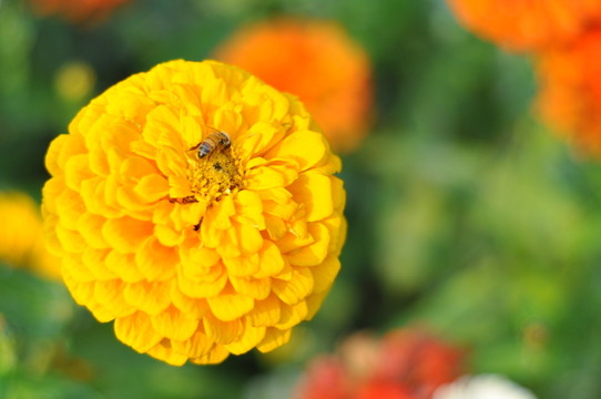 菊 日頭花 菊花 菊科 公園