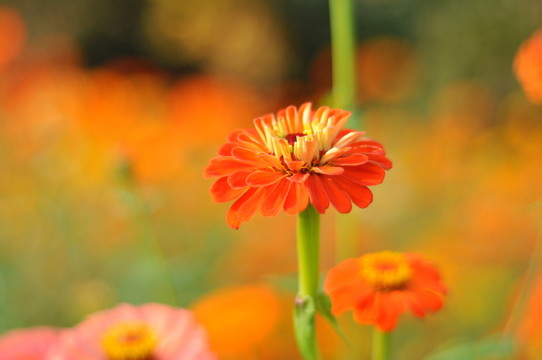 菊 日頭花 菊花 菊科 公園