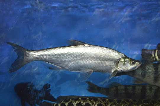 翹嘴魚