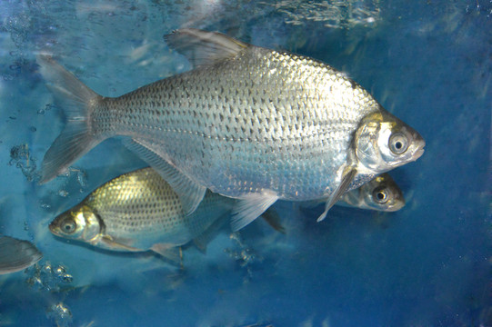 鳊魚