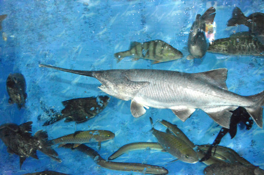 鴨嘴魚