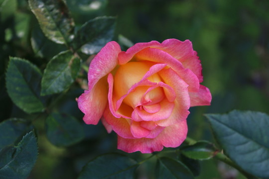 月季花