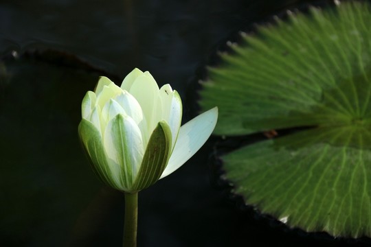 睡蓮