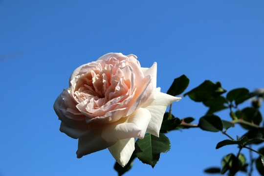 月季花