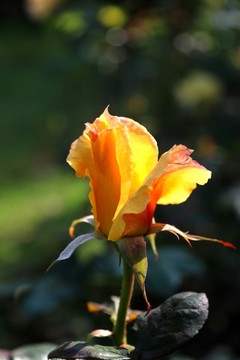 月季花