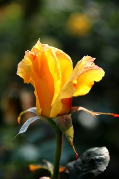 月季花