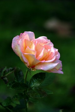 月季花