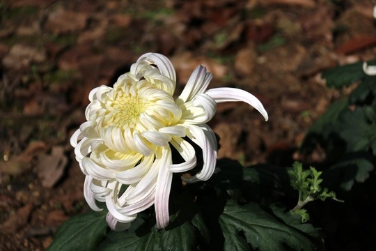 菊花