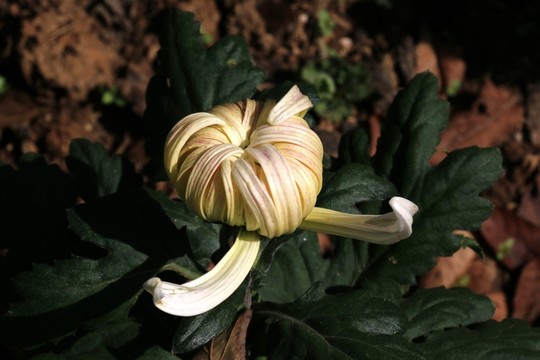 菊花