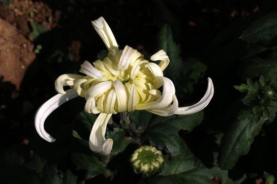 菊花