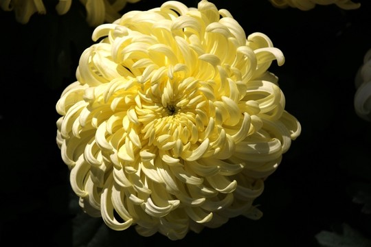 菊花