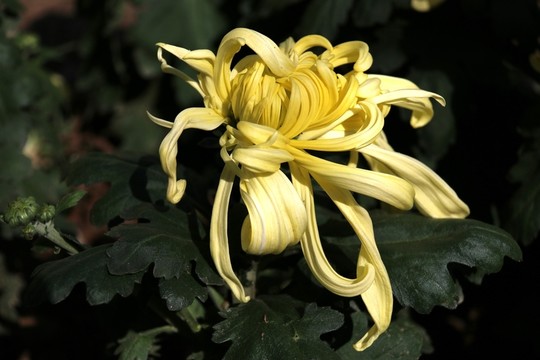 菊花