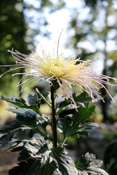 菊花