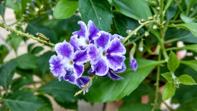 藍色小花