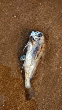 擱淺的魚