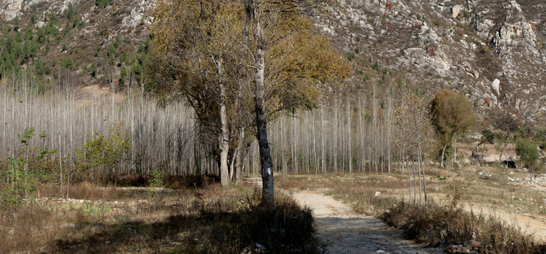 楊樹(shù)林