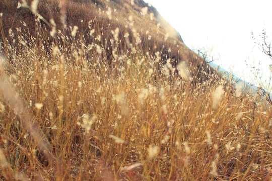 草