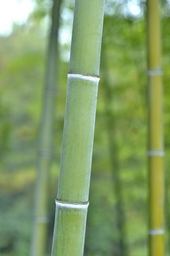 竹園 竹 竹節(jié)高清大圖