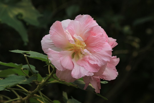 木芙蓉
