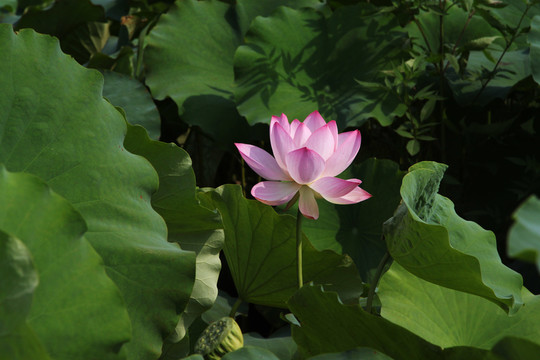 荷花