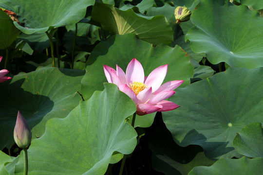 荷花
