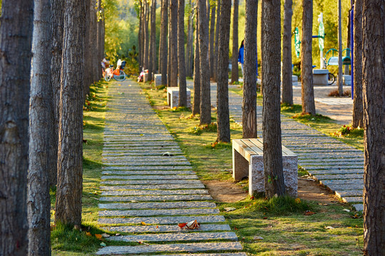 楊樹林 路