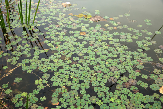 破銅錢 池塘 水塘 魚塘 水草