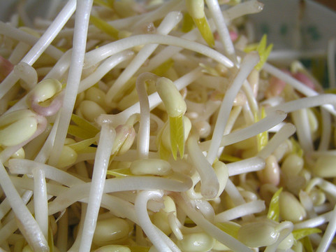 自發(fā)綠豆菜