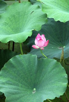 綠葉紅花